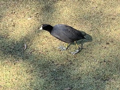 Fulica americana