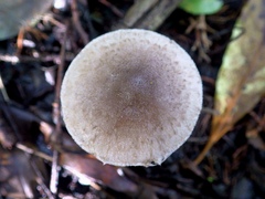 Coprinopsis melanthina