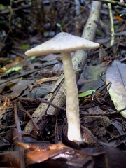 Coprinopsis melanthina