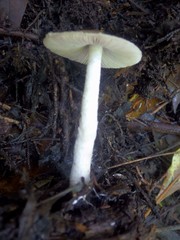 Coprinopsis melanthina