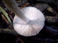 Coprinopsis melanthina