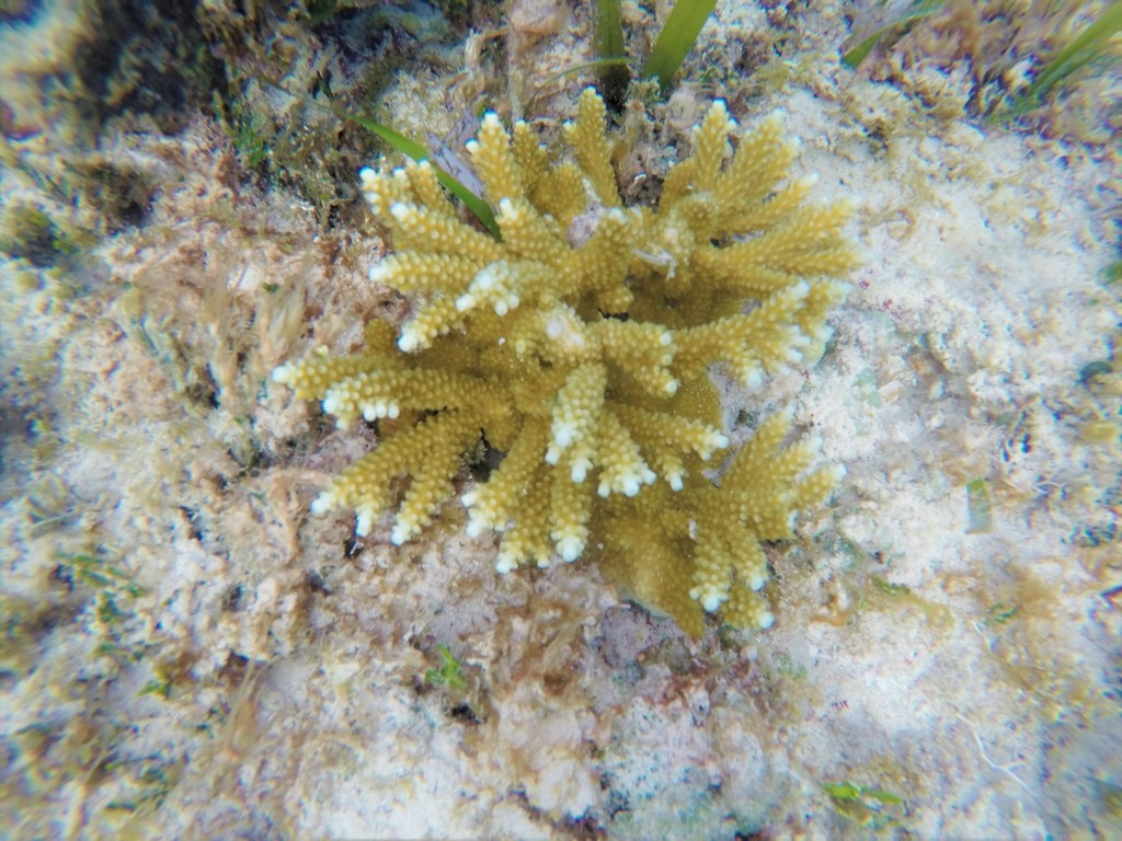 Fused Staghorn Coral (Acropora prolifera)