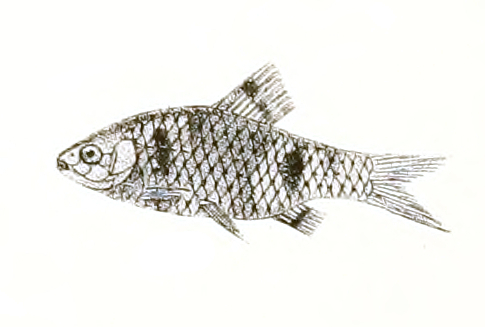 Dwarf Barb