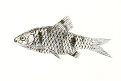 Dwarf Barb photo 1