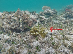 Acropora prolifera