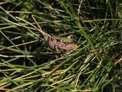 Cophopodisma pyrenaea