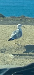 Larus californicus