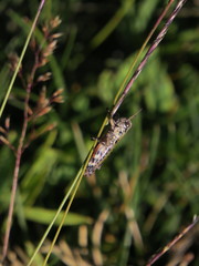 Cophopodisma pyrenaea