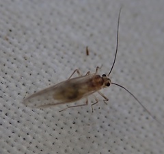 Stenopsocus