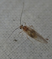Stenopsocus