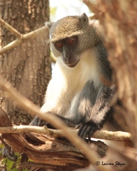 Cercopithecus mitis erythrarchus