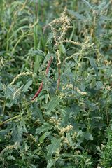 Atriplex tatarica