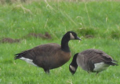 Branta canadensis occidentalis