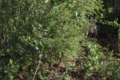 Flueggea verrucosa