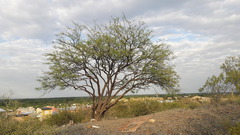 Prosopis flexuosa