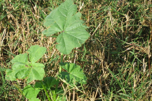 Malva parviflora image