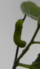 Libytheana carinenta