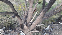 Prosopis flexuosa
