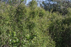 Flueggea verrucosa