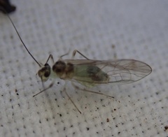 Stenopsocus