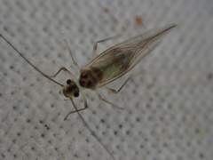Stenopsocus