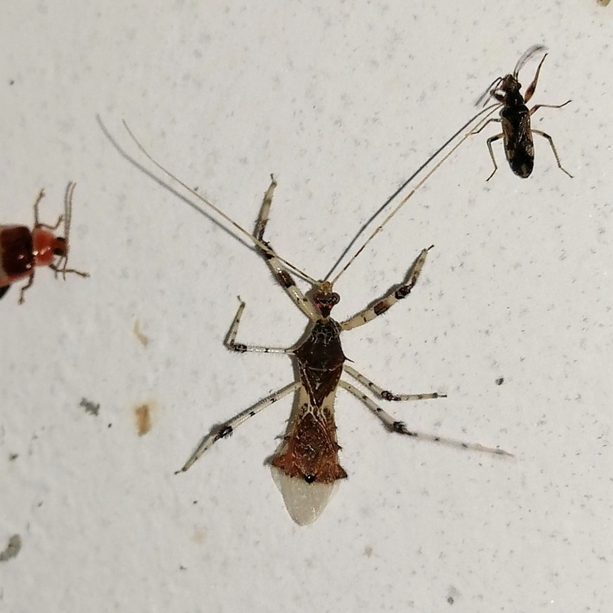 Lindus sahlbergi