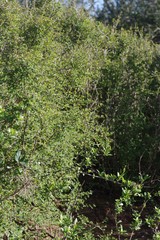 Flueggea verrucosa