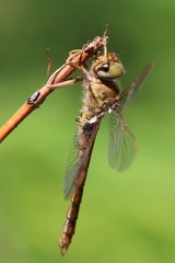 Neurocordulia molesta