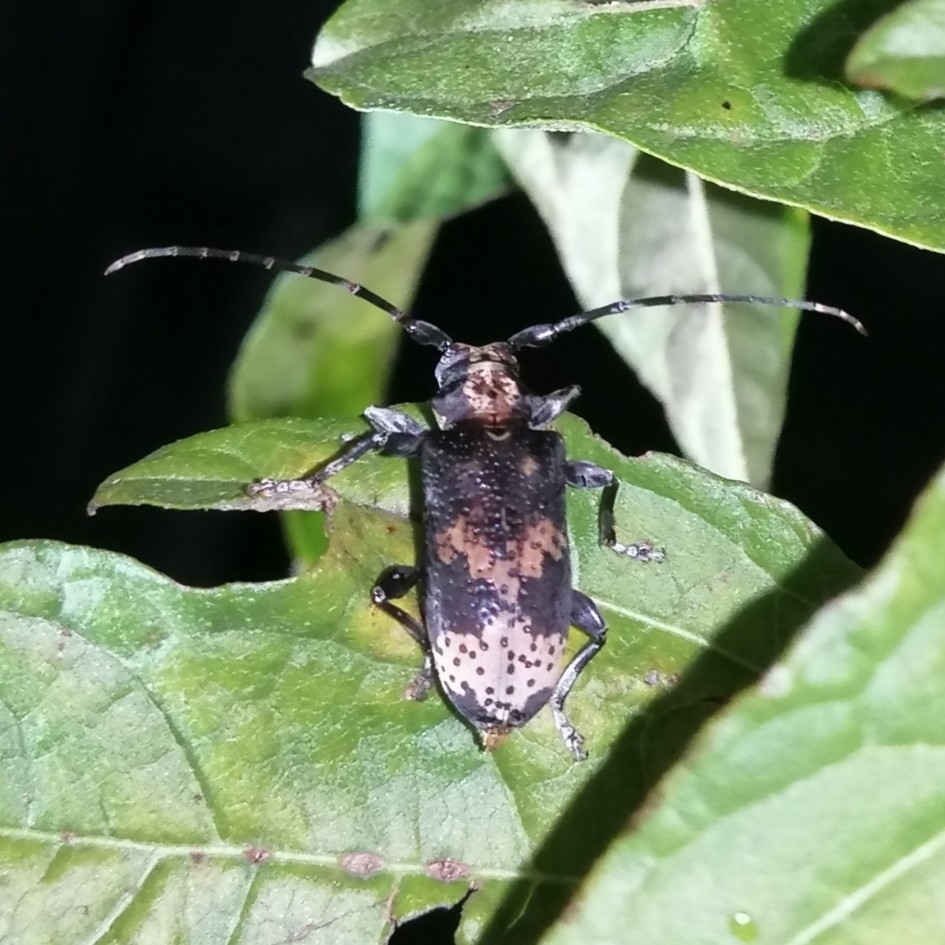 Myoxomorpha funesta
