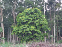 Cenostigma tocantinum