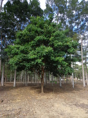 Cenostigma tocantinum