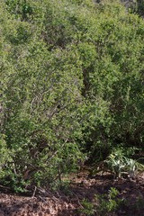 Flueggea verrucosa