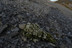 Veronica tetrasticha