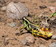 Melanoplus franciscanus