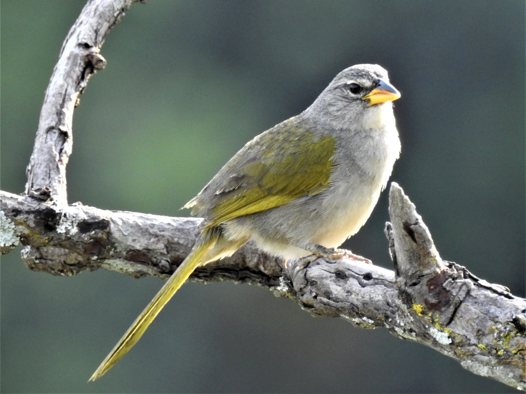Pale-throated Pampa-Finch photo
