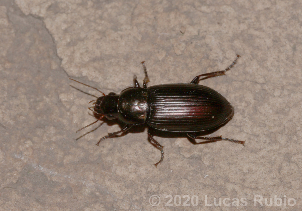Notiobia cupripennis