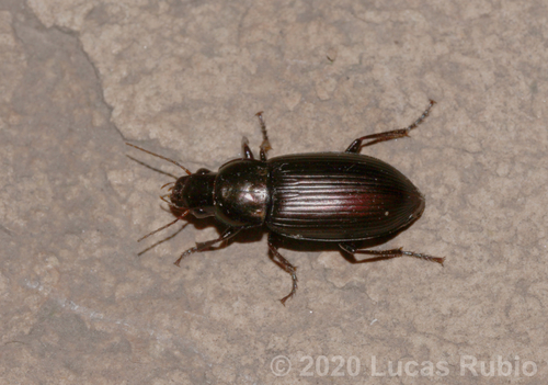 Notiobia cupripennis