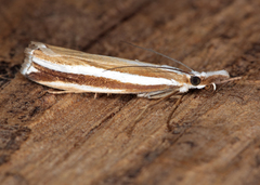 Orocrambus apicellus