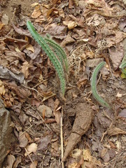 Acanthocereus hesperius