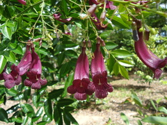 Jacaranda puberula