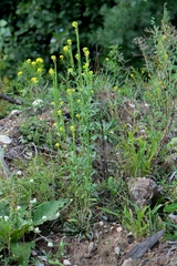 Erysimum marschallianum