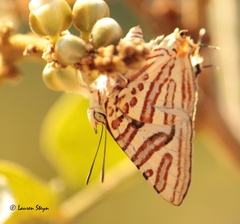 Cigaritis natalensis