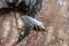 Semidalis