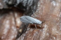 Semidalis