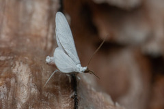 Semidalis