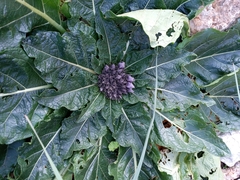 Mandragora autumnalis