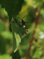 Synanthedon myopaeformis