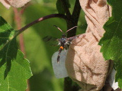 Synanthedon myopaeformis