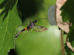 Synanthedon myopaeformis