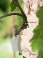 Synanthedon myopaeformis